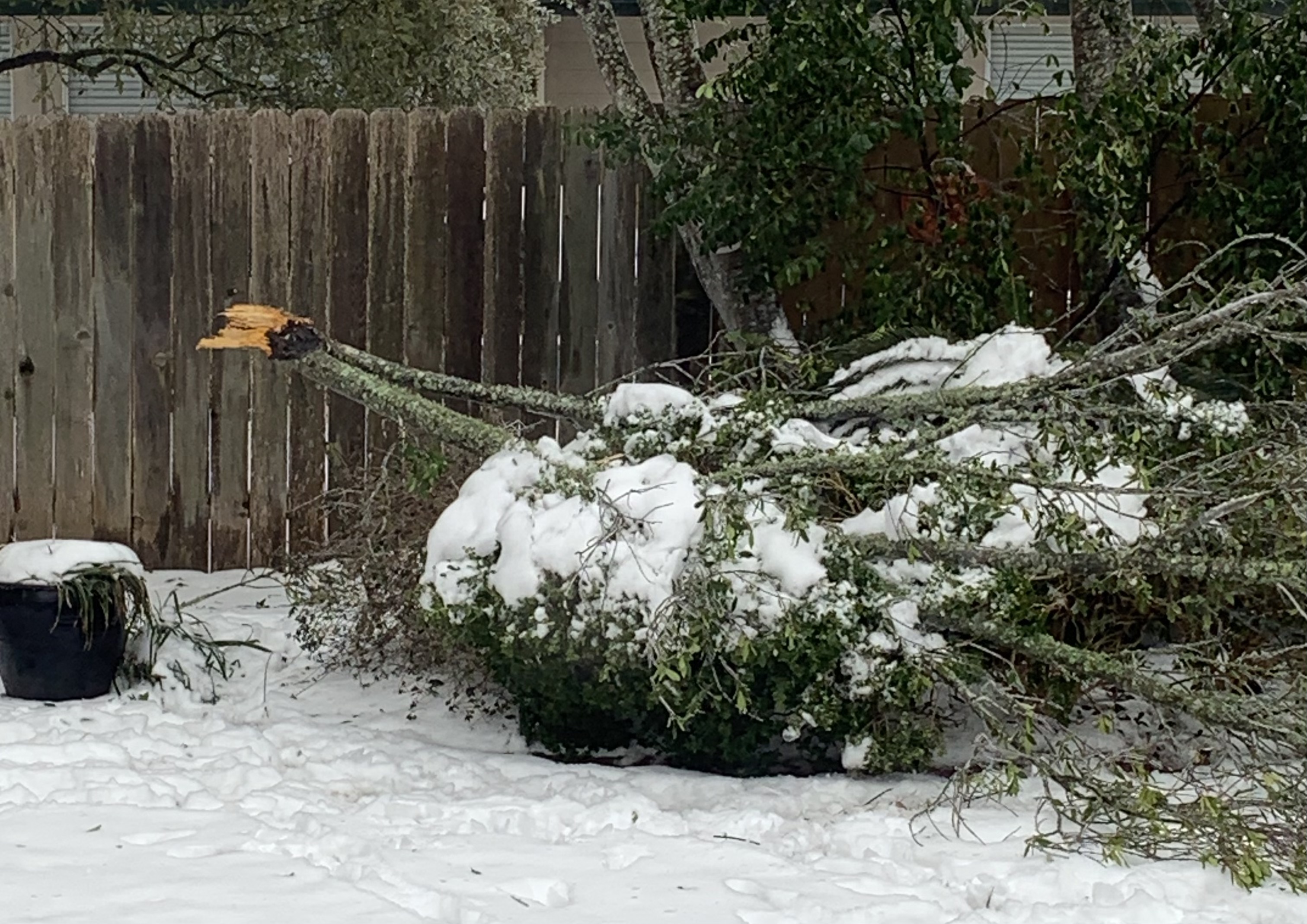  A fallen treebranch